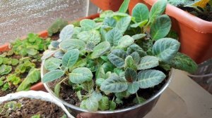 сеянцы плохо растут 2.08.21 #сеянцыглоксиний #любимыеглоксинии #глоксинииобзорцветения #глоксиния