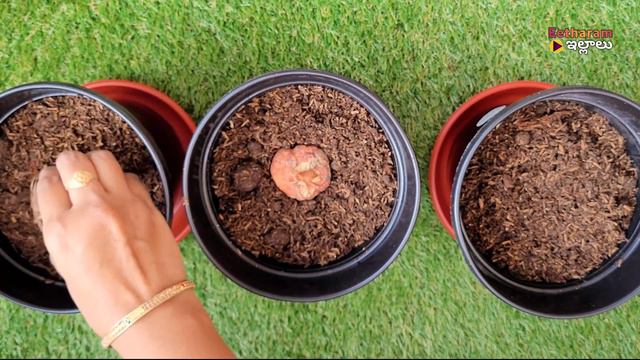 How to grow gladiolus from bulbs | gladiolus plant care | ग्लेडियोलस plant fertilizers #gladiolus смотреть онлайн