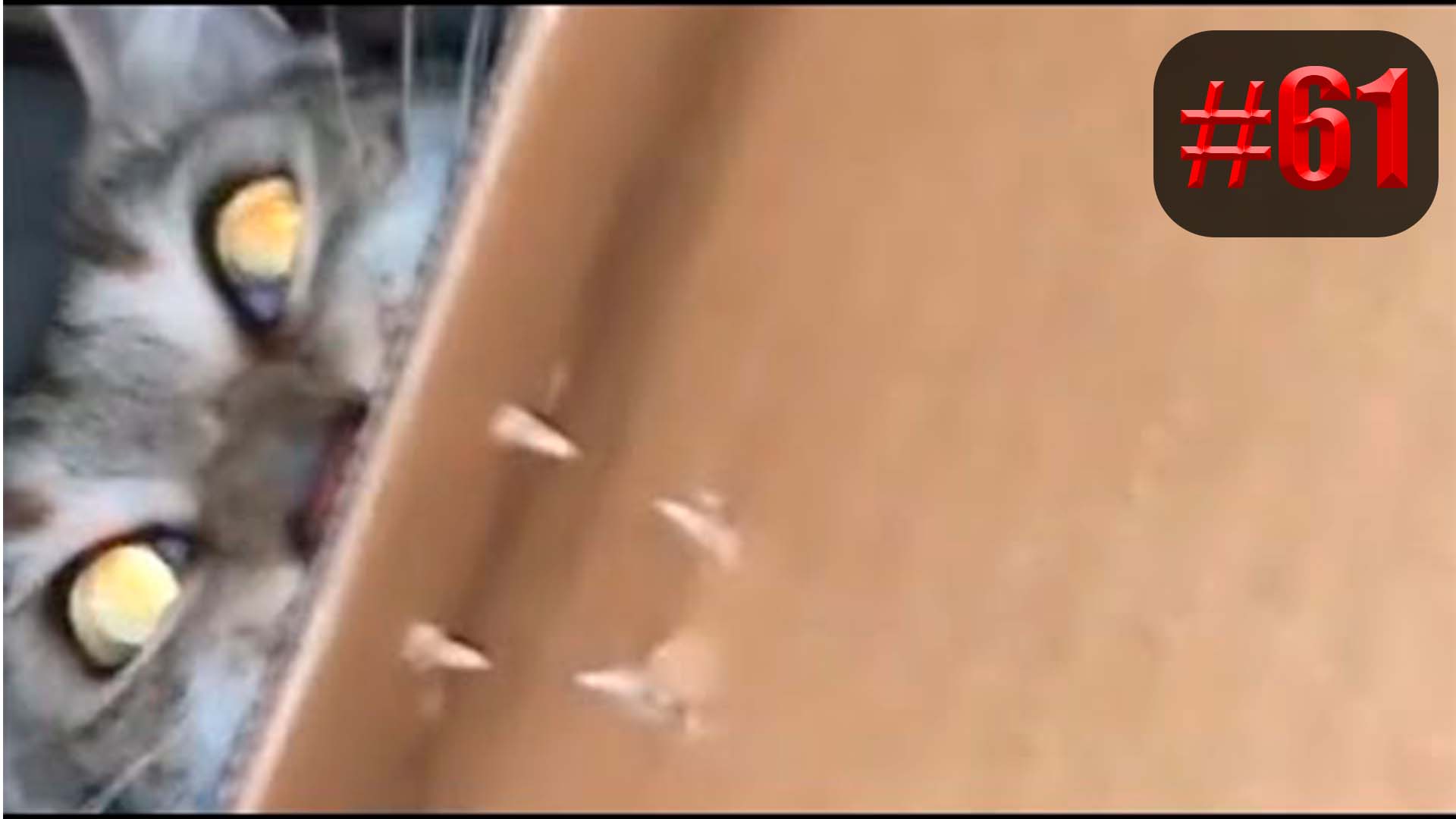 797 секунд Смеха ?? Смешных моментов | приколы лучшие до слез ? 2022 Смешные коты #61 за Декабрь смотреть онлайн