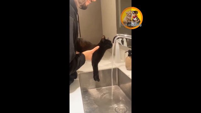 САМЫЕ МИЛЫЕ КОТИКИ 2023! 2 ЧАСТЬ / THE CUTEST CATS 2023! PART 2 смотреть онлайн