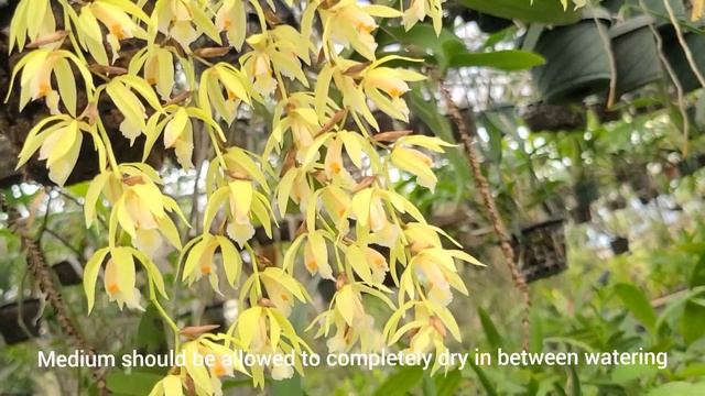 Orchid Focus: Coelogyne Rochussenii Species Orchid Care And Culture Info