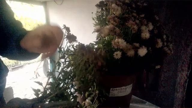 Как сохранить хризантему мультифлора зимойЧеренкованиеHow To Keep Chrysanthemum Multiflora In Winte