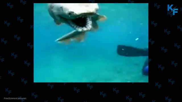 Fascinating and Frightening Frilled Shark Facts - Curious Creatures смотреть онлайн
