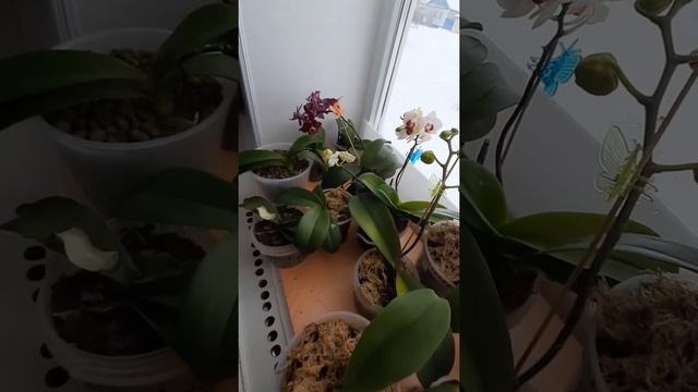 Почему завяли цветы на ОРХИДЕЕ???// поливаю ОРХИДЕИ// нашатырь+янтарная кислота смотреть онлайн