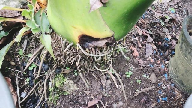 ALOCASIA (BIG TARO BADJANG GABI-GABI) #IloveBUKID #MIX смотреть онлайн