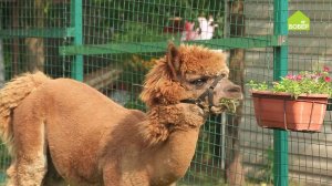 Как содержать альпака: устраиваем душ и выводим на прогулку / Альпаководство набирает обороты