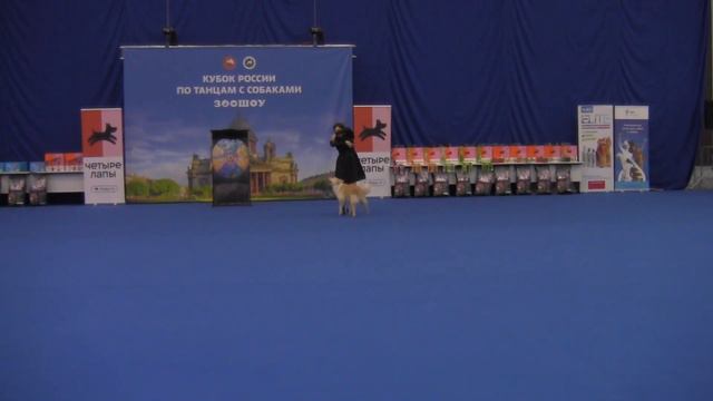 Мастер НТМ - Саляева Наталья Сергеевна и Border Collie AMELIA SOLAR WIND смотреть онлайн