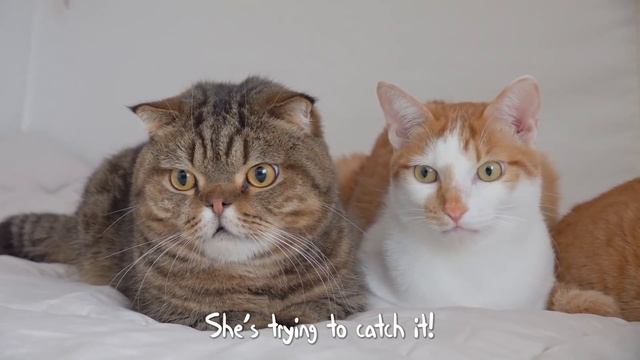 How Will My Cats React to an Intruder in the House? | Kittisaurus Villains смотреть онлайн