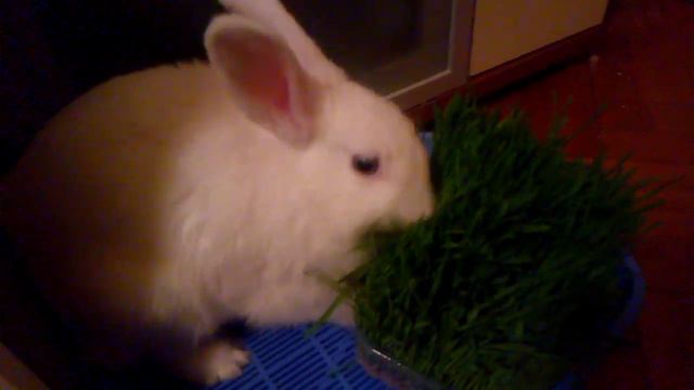 THE RABBIT GRAZES / КРОЛЬЧИХА ПАСЕТСЯ смотреть онлайн