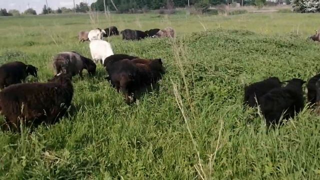 Случка овец смотреть онлайн