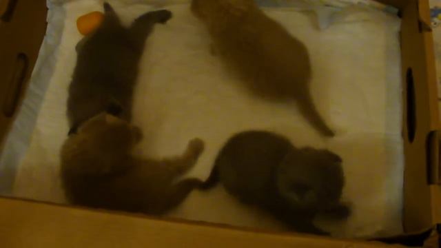 котята шотландские вислоухие