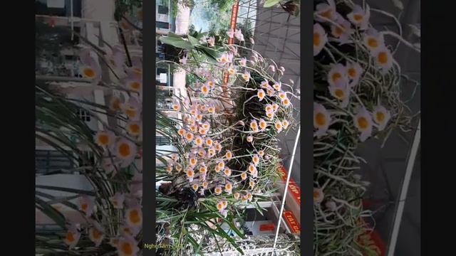 Nghệ Tâm. смотреть онлайн