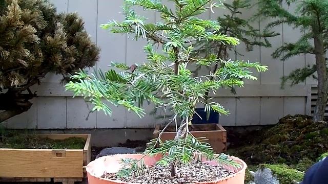 Pre-Bonsai Eastern Hemlock #2 Yamadori (Tsuga Canadensis) смотреть онлайн
