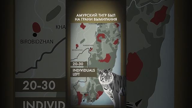 Амурский тигр – самая большая кошка на планете смотреть онлайн