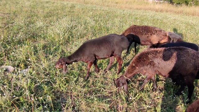 #овцы#эдильбай#гисар#ягнята#ярочки#бараны#белорусь# смотреть онлайн