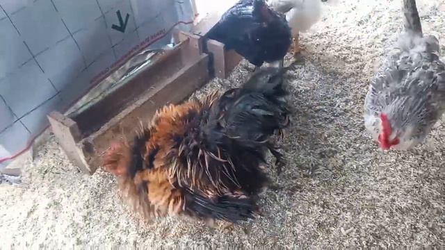 Работа кипит. Куры гуляют.(Work is in full swing. Chickens are walking.) смотреть онлайн
