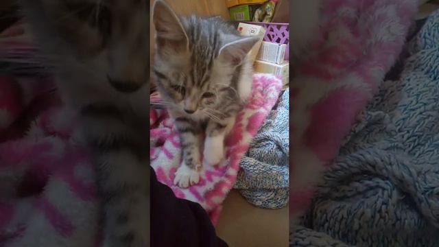 Варя милота топчет лапками и мурчит