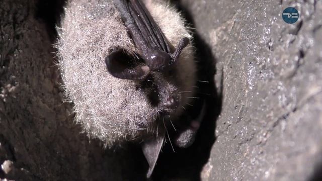 Большие открытия. Летучие мыши смотреть онлайн