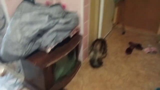 Запорожье. 3.04. 23. Вечерний бум . Трус, Балбес и Бывалый . Кошачий выпас смотреть онлайн