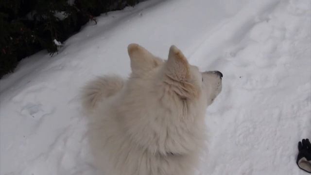 Купание в снегу Белой Швейцарской Овчарки смотреть онлайн