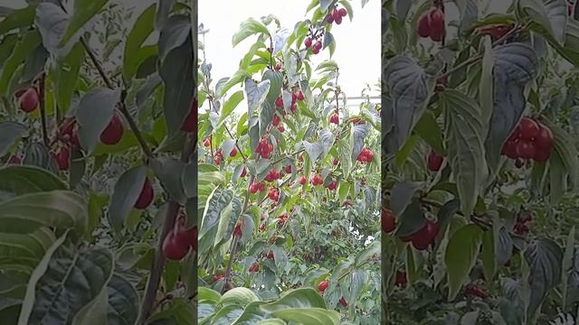 Как называются ягоды? кизил смотреть онлайн