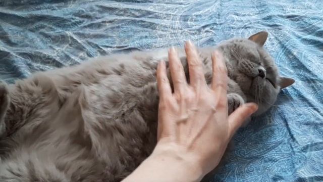 #43 В здоровом теле здоровый сон (#британские #кошки #happy #cats #сара #соня #sara #sonya) смотреть онлайн