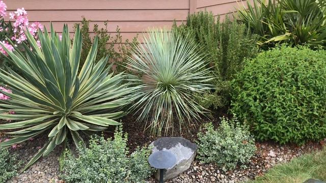 New Yucca rostrata planting. смотреть онлайн
