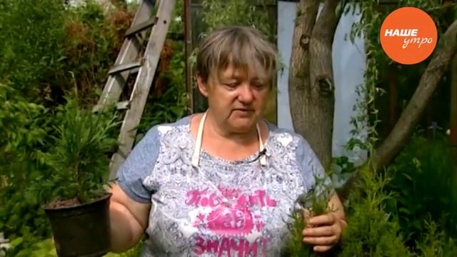 Размножение хвойных растений в саду смотреть онлайн