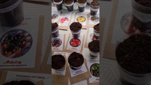 коллекционные томаты #томаты #помидоры #рассада #посев #дачник #огородники смотреть онлайн