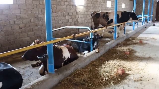 Ферма КРС быки Шароле смотреть онлайн