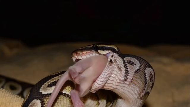 Python Eating Big Animals смотреть онлайн