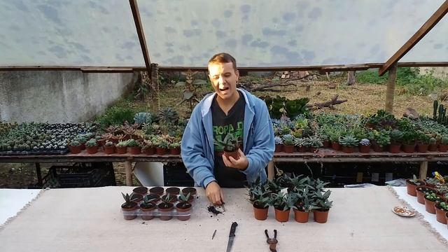 Como fazer mudas de suculentas - Ledebouria socialis смотреть онлайн