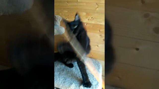 Карина кошечка Мейн Кун / черная пантера смотреть онлайн