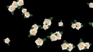 футаж цветы