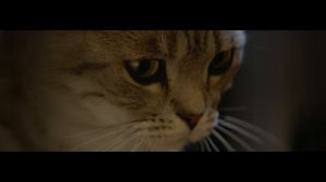WHISKAS® Lamp