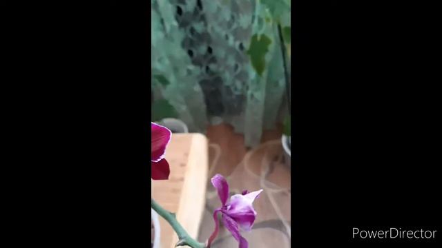 Обзор орхидеи Cranberry Cha Cha...Очень красивая малышка🦋 смотреть онлайн