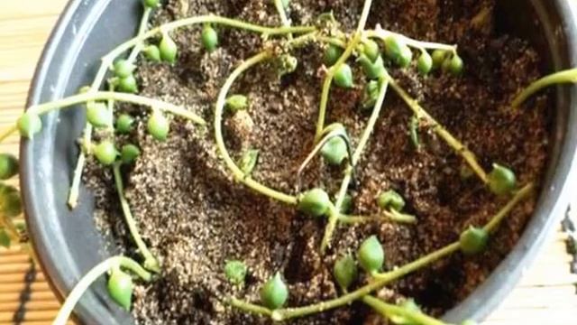 Крестовник Роули: уход в домашних условиях и способы размножения смотреть онлайн