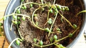 Крестовник Роули: уход в домашних условиях и способы размножения