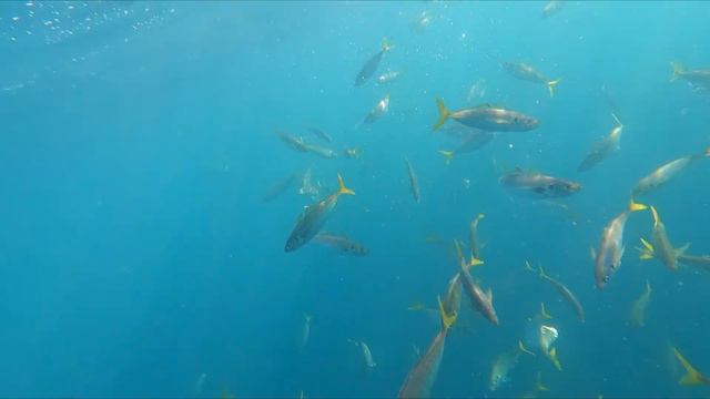 Lures Bait and Tankers (Deep Sea) смотреть онлайн