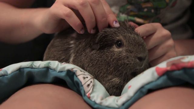 5 Simple Health Checks for Your Guinea Pig | MediCavy Monday смотреть онлайн