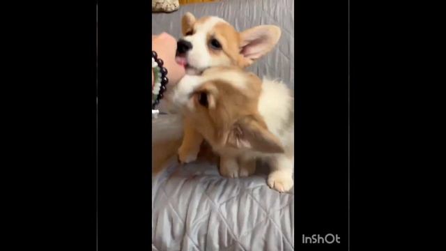 вельш корги пемброк щенки продажа девочки 75000 можно купить в Москве на сайте superminiki.com смотреть онлайн