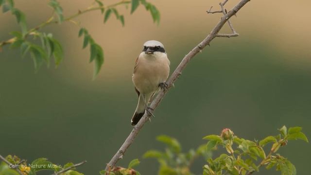 Заспокійлива музика для нервів?цілюща музика для серця та кровоносних судин, розслаблення смотреть онлайн