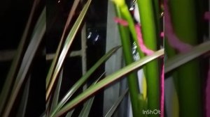 Эфиопская калла! Цветение!