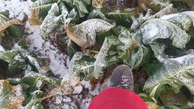 -15 На Херсонщині,...вимерзло все нарешті) смотреть онлайн