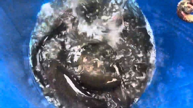 Пробная партия Форели смотреть онлайн