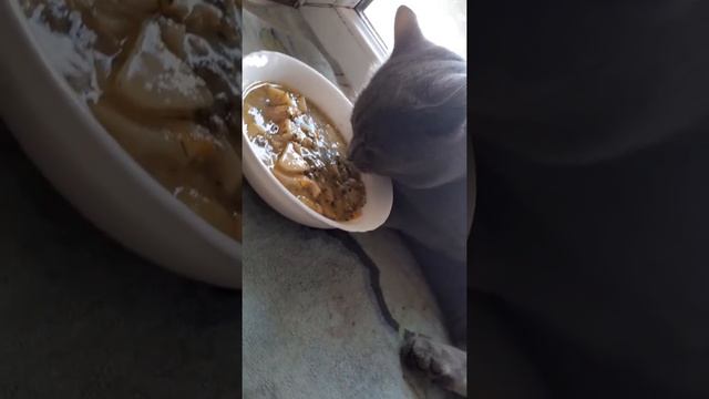 Смешной кот,ленивец смотреть онлайн