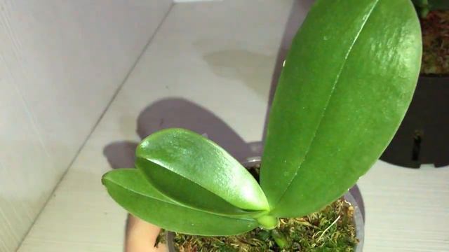 Орхидеи, заказ 2020 Phal.AL Redsun Queen 'Caribbean Sunset July 5 2021