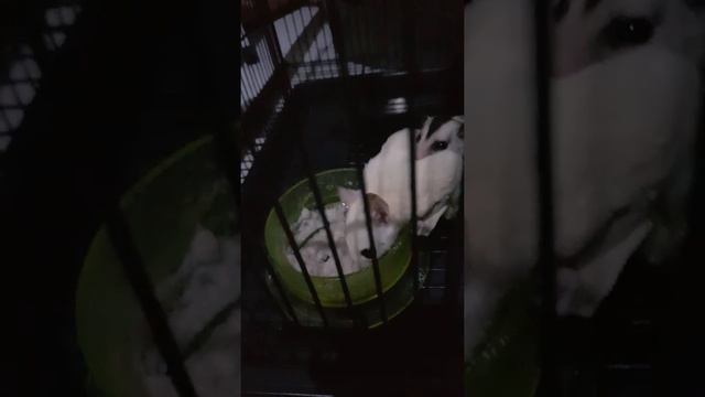 animal_sugar glider смотреть онлайн
