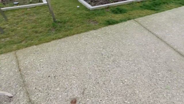 СОБАКА это СЧАСТЬЕ !!! МОПС это счастье в ДВОЙНЕ !!! Стоит ли заводить МОПСА? смотреть онлайн