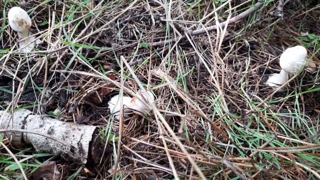 Сбор грибов ШАМПИНЬОН (в народе ПЕЧЕРИЦЯ) в шпалерном саду 2 октября 2022 г. смотреть онлайн